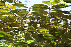 Myristica fatua var. magnifica